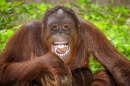 Portrait of Laughing Orangutan