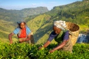 Tea Pickers In Plantage, Sri Lanka