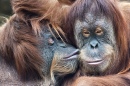 Tenderness Among Orangutan