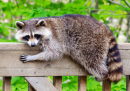 Raccoon Resting on the Railing