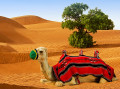 Camel on the Sand Dunes